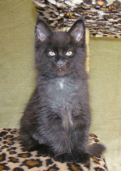     Catsvill County!   !    !       !!!    Catsvill County +7-926-544-74-09     .   ,   ,   ,    ,   ,  ,     ,   -,    ,   !